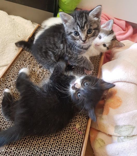 London animal charity urgently appeals for foster carers after  unprecedented intake of kittens in May | Community | News