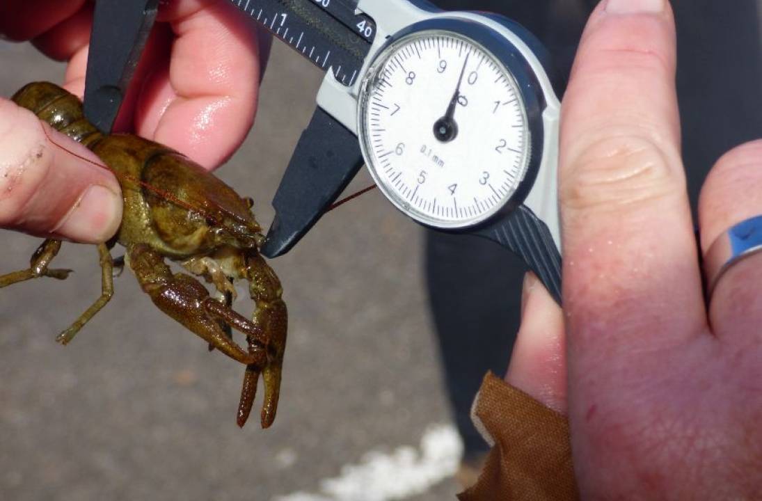 Endangered crayfish move into ‘5-star hotel’ on Warwick campus